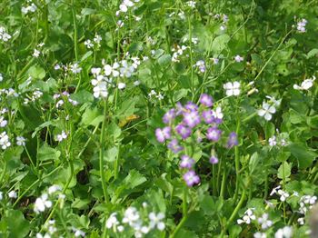 DSV Olieræddike Sortsmix, 15 kg